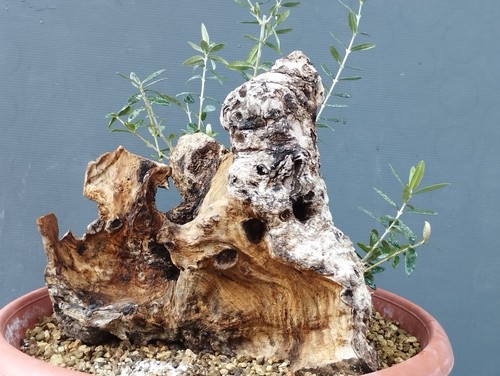 Bonsai olivastro 30x30cm - bonsai, in