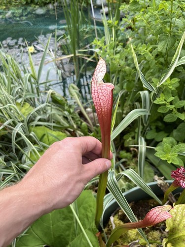 Graines sarracenia - graines, de
