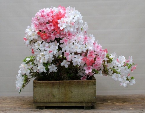 Johga azalea rhododendron - ~~johga~~azalea,