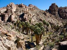 WASHINGTONIA FILIFERA - PALMA DELLA CALIFORNIA, 10 SEMI SELEZIONATI