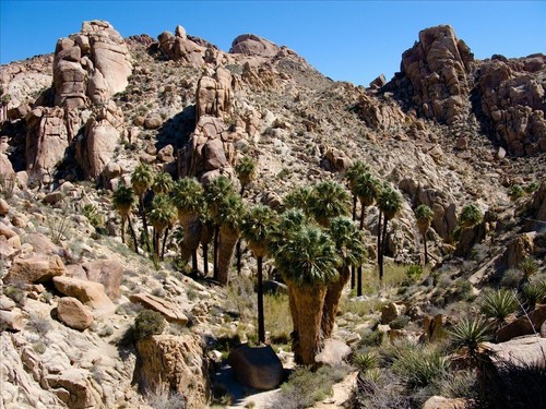 Washingtonia filifera palma - washingtonia,