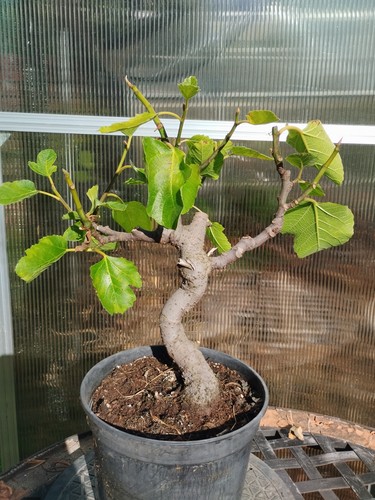 Bonsai fico - fico,, fico,