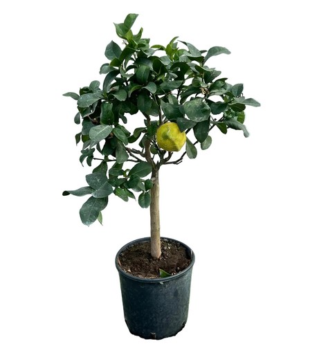 Limone lunario albero vaso - limone,