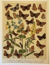 Farfalle cromolitografia - farfalle,