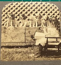 Stereo-view SETTER INGLESE