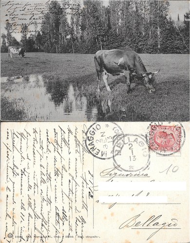 Cartolina mucche pascolo - cartolina,