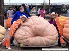 2184 Marintzer 2425 Daletas x