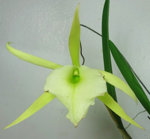 Cattleya rcv jimminey cricket - rcv.,
