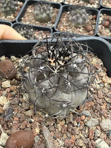 Cactus cinerea copiapoa - cactus,