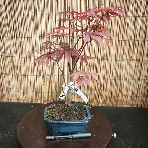 Bonsai acero atropurpureum - bonsai, di
