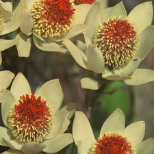 Semi scoloriti Leucadendron