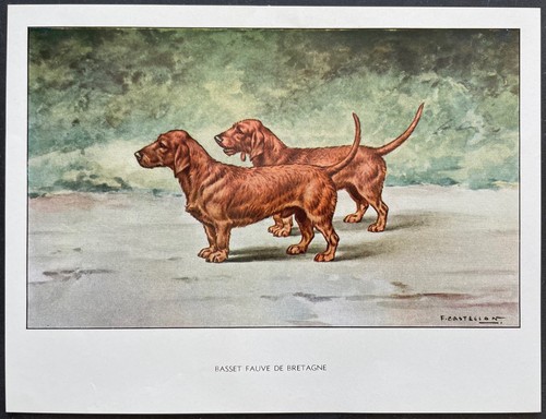 Basset fauve bretagne - basset,