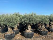 Ulivo olivo Olea europea bonsai mastello 500 lt cfr tronco 120/160 cm FOTO REALI