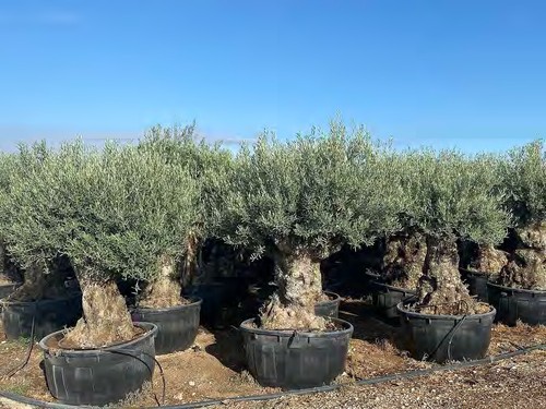 Ulivo olivo olea - ulivo,