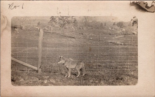 Coyote accanto recinto - accanto, a