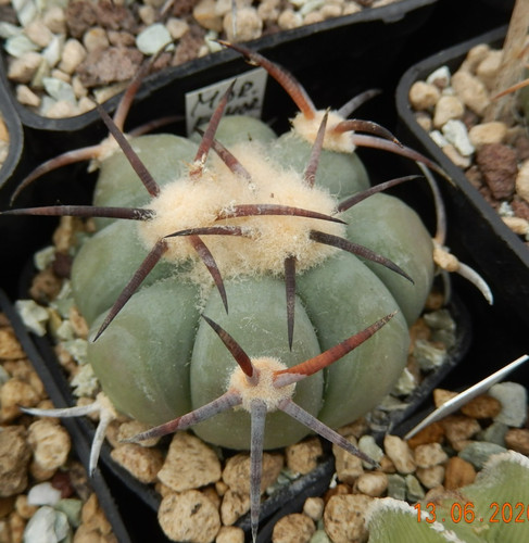 Echinocactus horizonthalonius