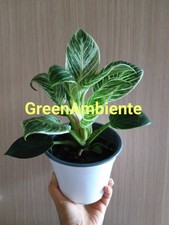 Pianta preziosa rara Philodendron Birkin Variagato o White wave vera Topicale