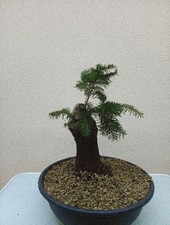 BONSAI ABETE NORMAND.Prezzo