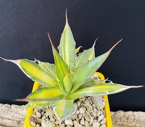 Rare big agave horrida - rare,