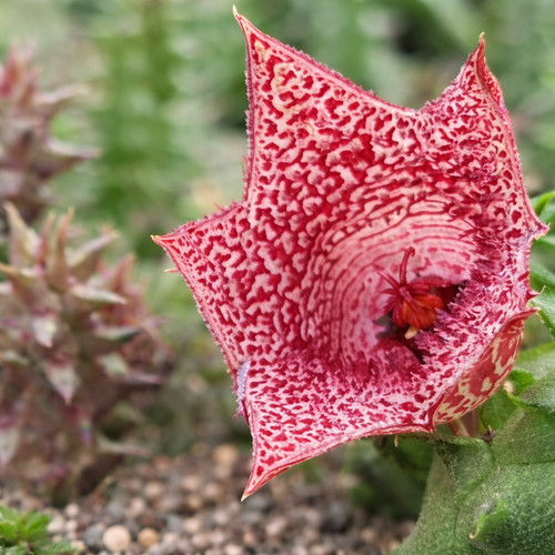 Huernia whitesloanea tr17 - huernia,
