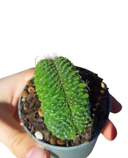 Mammillaria cv. Un pico f