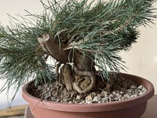 Pinus Sylvestris - Bonsai shohin di Pino Silvestre da seme
