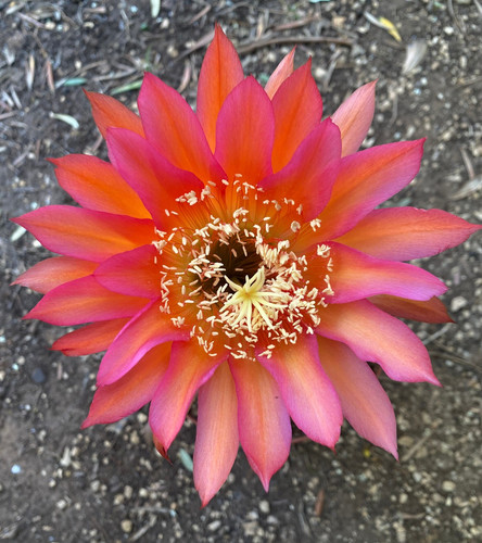 Cereus hybrid cactus - (11),