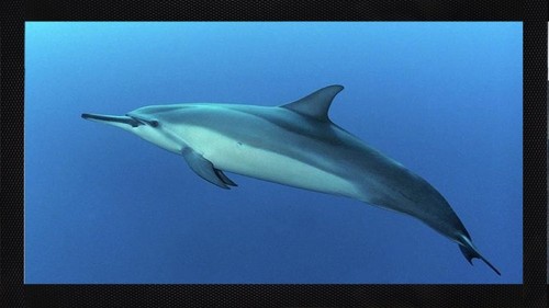 Spinner dolphin ocean - dolphin, bar