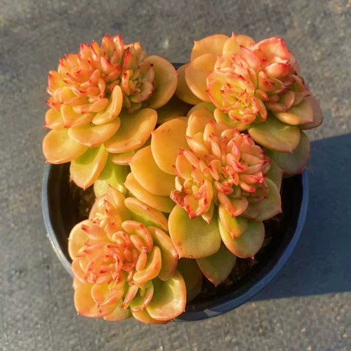 Pianta succulenta cm - pianta, 8