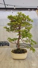 Azalea BONSAI- Rhododendron