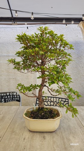 Azalea bonsai rhododendron - azalea, bonsai-
