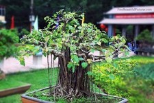 Ficus religiosa 100x - religiosa,