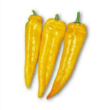 CORNO DI TORO GIALLO PEPE, 25 semi + OMAGGIO