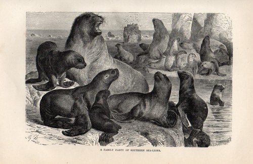 Stampa antica 1894 - antica, di