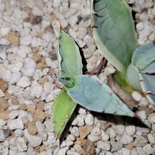 Set cuccioli Agave ovatifolia