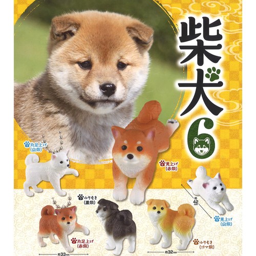 Shiba inu giapponese serie - shiba, 6