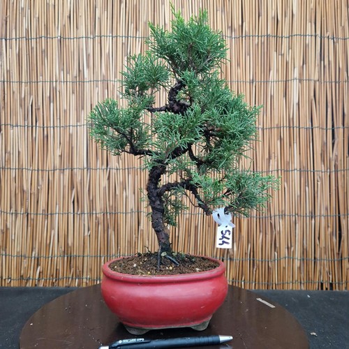 Bonsai ginepro itoigawa - di,