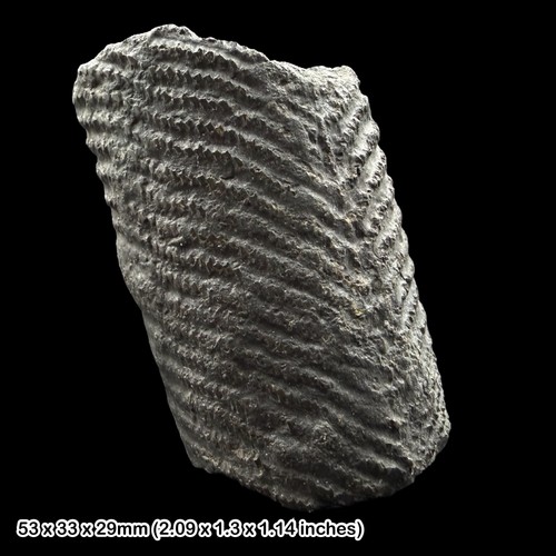 Gyracanthus fin spine fossil - spine,