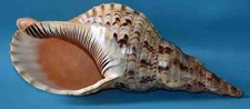 SEA SHELL  - RANELLIDAE