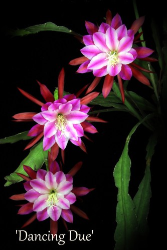 Epiphyllum epicactushybride - epiphyllum,