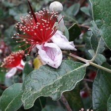 40pz Pianta Feijoa Sellowiana