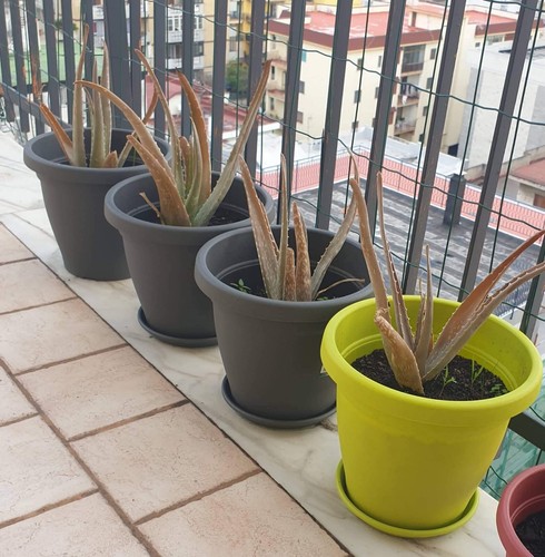 Pianta aloe vera alte cm - pianta, 20/25