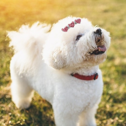 Pcs accessori cane piccola - cane,