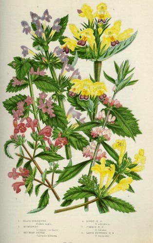 Stampa botanica antica 1899 - stampa,