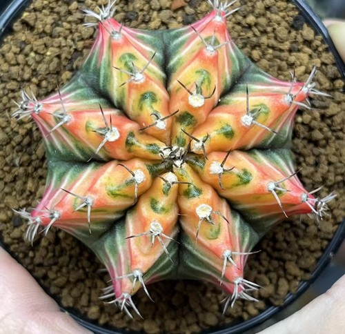 Gymnocalycium mihanovichi - 5,