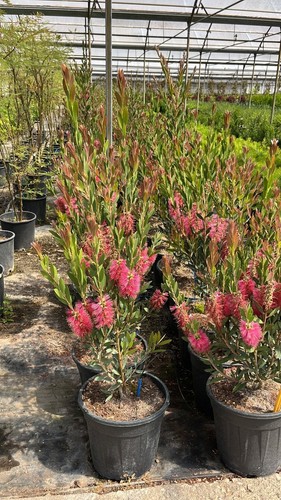 Callistemon inferno vaso - vaso, da