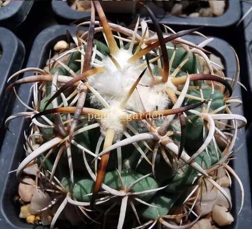 Rara pianta succulenta
