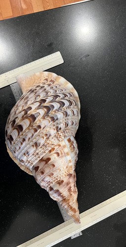 Tromba tritone gigante - tritone, 16”