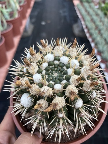 Notocactus mammullosus - notocactus,