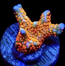 Montipora Bubblegum Corallo